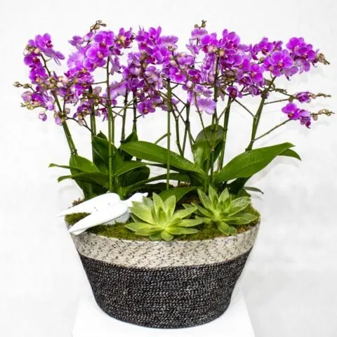 BK Flowers Kuwait - decor & flowers in Howalli