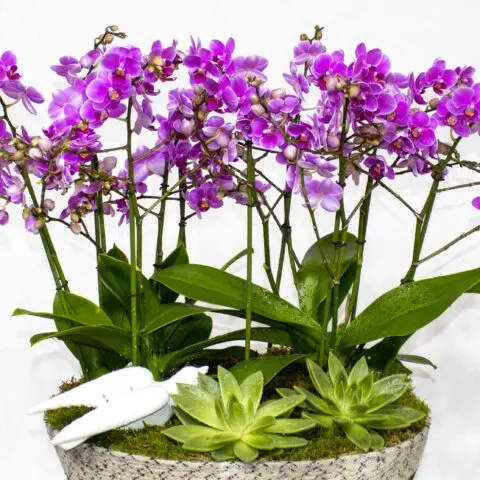 BK Flowers Kuwait - decor & flowers in Howalli (1)