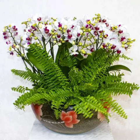 BK Flowers Kuwait - decor & flowers in Howalli (2)