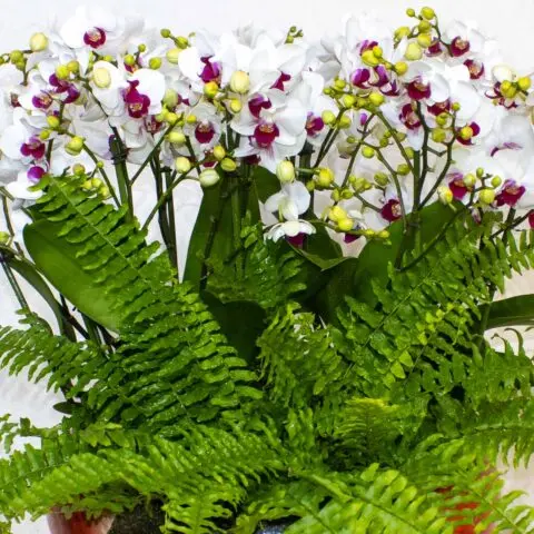 BK Flowers Kuwait - decor & flowers in Howalli (3)
