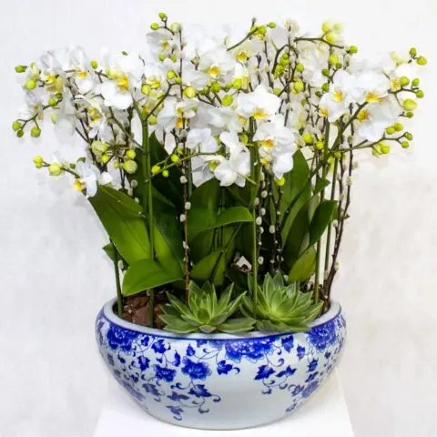 BK Flowers Kuwait - decor & flowers in Howalli (4)