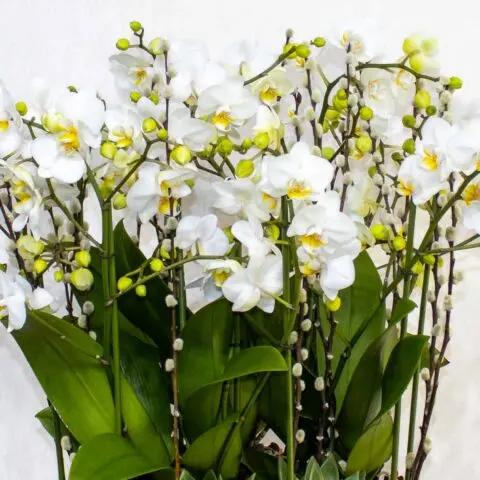 BK Flowers Kuwait - decor & flowers in Howalli (5)