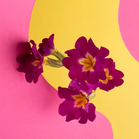 Bleems - decor & flowers in Kuwait (1)