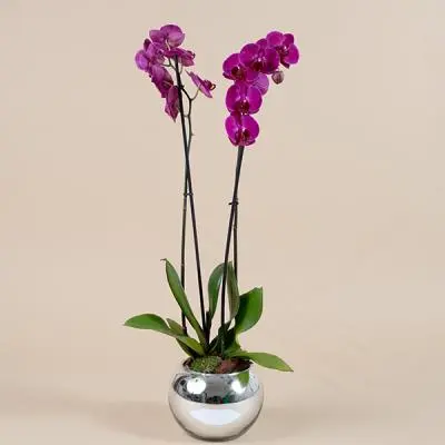 Eve Flowers - decor & flowers in Sharq (5)